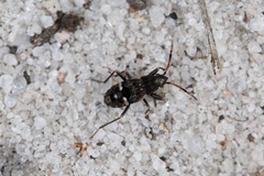 Dieuches maculicollis