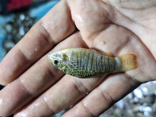 Yucatan-koornaarkarper (Floridichthys polyommus) — Cyprinodontidae — 2