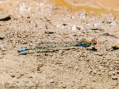 Pseudagrion vaalense