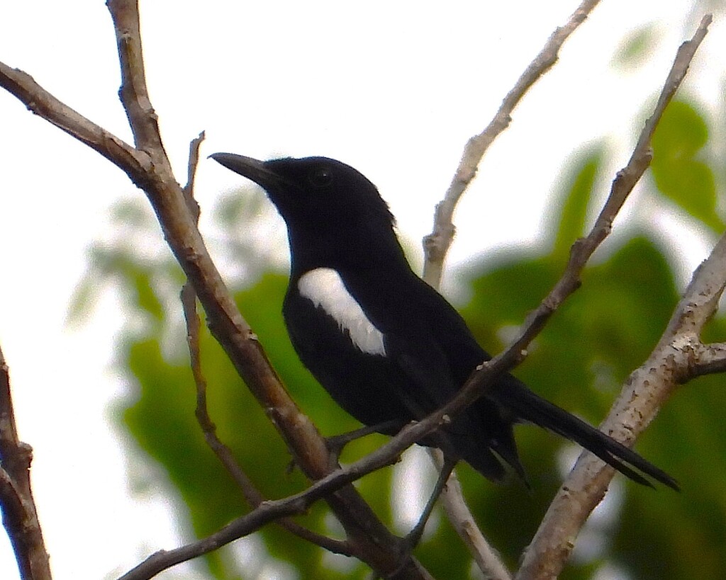Oriental Magpie Robin (Copsychus saularis)