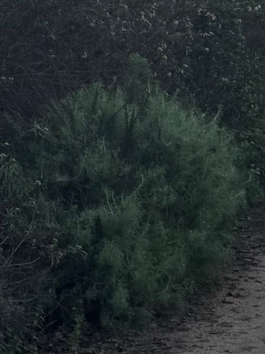 iNaturalist observation photo of California sagebrush