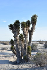 Yucca valida