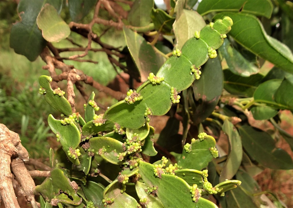 Flat-stemmed Mistletoe