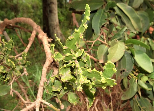 Image of Korthalsella breviarticulata by no rights reserved