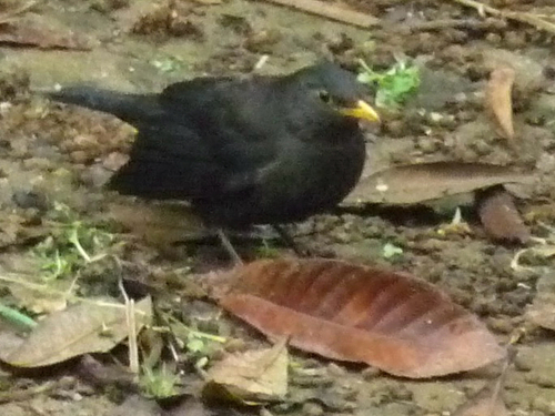 Chinese Blackbird