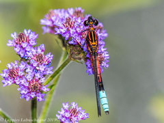 Platycypha fitzsimonsi