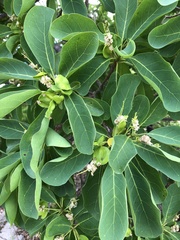 Terminalia porphyrocarpa