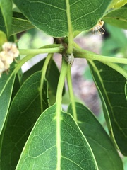 Terminalia porphyrocarpa
