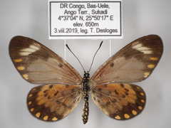 Acraea serena