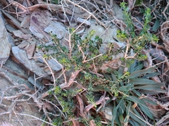 Adenocarpus telonensis