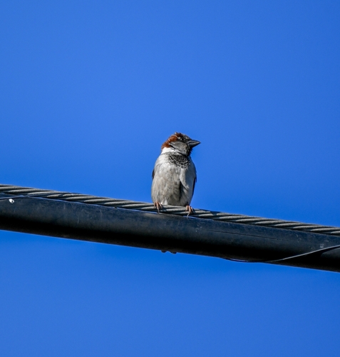 House Sparrow