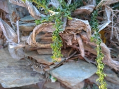 Adenocarpus telonensis