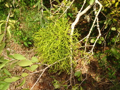 Viscum articulatum