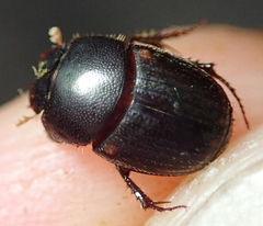 Onthophagus vinctus