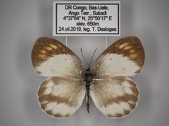 Colotis euippe euippe