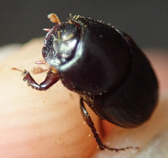 Onthophagus vinctus