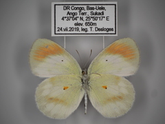 Colotis euippe euippe