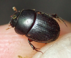 Onthophagus vinctus