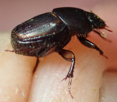 Onthophagus vinctus