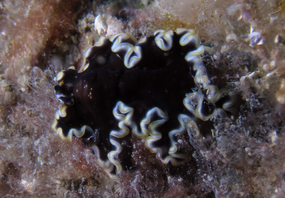 Pseudobiceros flavocanthus