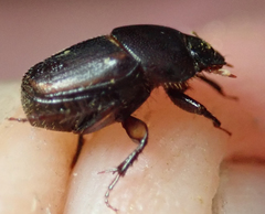 Onthophagus vinctus