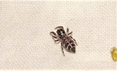 Sandalodes bipenicillatus