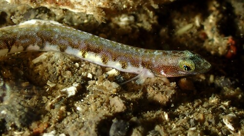 Pale prickleback (Lumpenopsis hypochroma) — Stichaeidae