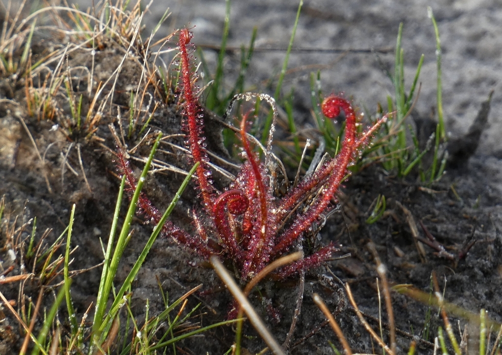 Threadleaf Sundew Range Florida Threadleaf Sundew in February 2026 by JD Flores · iNaturalist