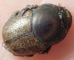 Onthophagus plebejus