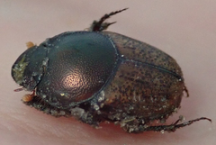 Onthophagus plebejus
