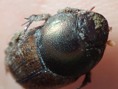 Onthophagus plebejus