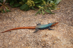 Platysaurus intermedius