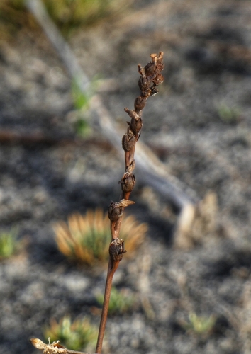 Threadleaf sundew