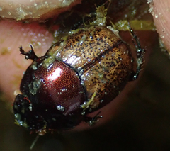 Onthophagus plebejus