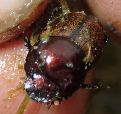 Onthophagus plebejus