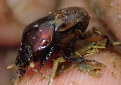 Onthophagus plebejus