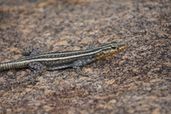 Platysaurus intermedius