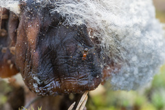 Mycetaulus bipunctatus