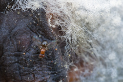 Mycetaulus bipunctatus