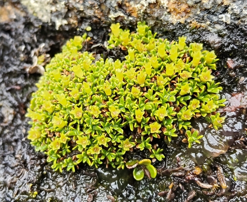 Abrotanella muscosa (Abrotanella muscosa)