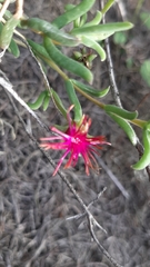 Delosperma neethlingiae