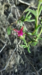 Delosperma neethlingiae