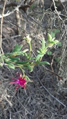Delosperma neethlingiae