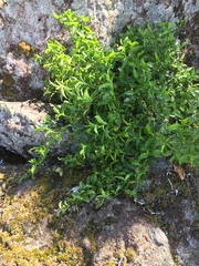 Scaevola enantophylla