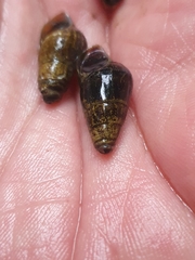 Semisulcospiridae