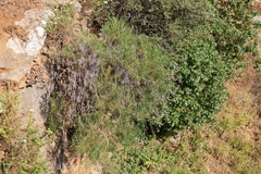 Ptilostemon chamaepeuce