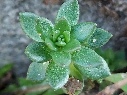 Stringy stonecrop
