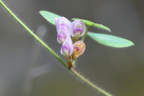 Shuteria vestita, 2026-01-29