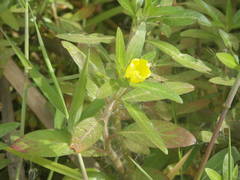 Ludwigia adscendens