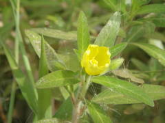Ludwigia adscendens